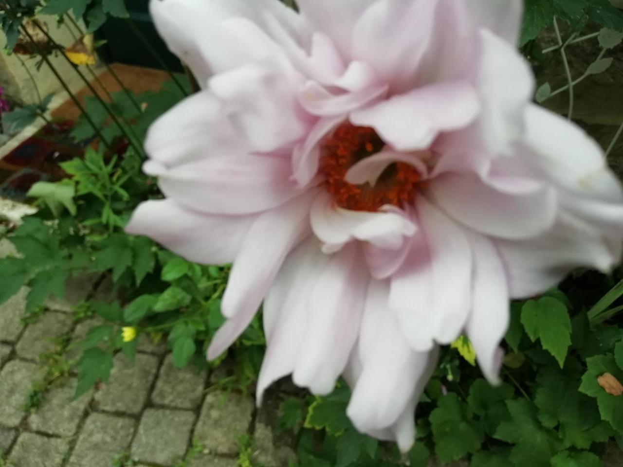 La Mirabelle-Casteil Country House旅馆 外观 照片