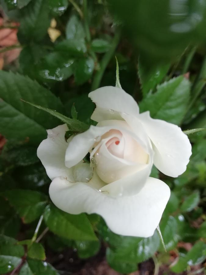 La Mirabelle-Casteil Country House旅馆 外观 照片